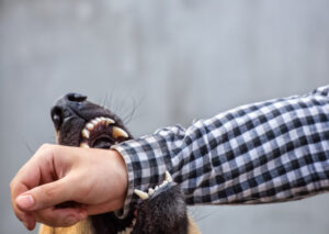 How Pines Salomon Personal Injury Lawyers Can Help You After a Dog Bite Attack in San Diego 