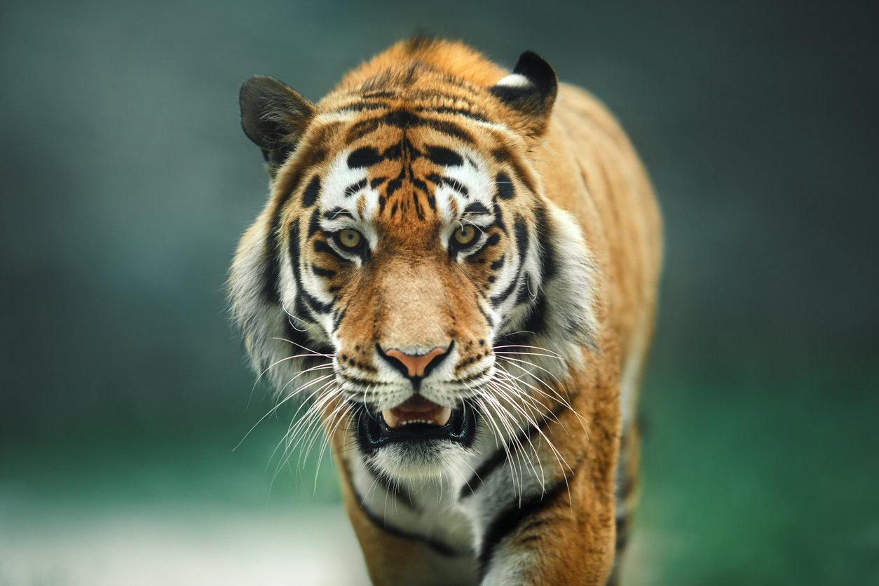 5 Popular Animals That Are Illegal as Pets in California